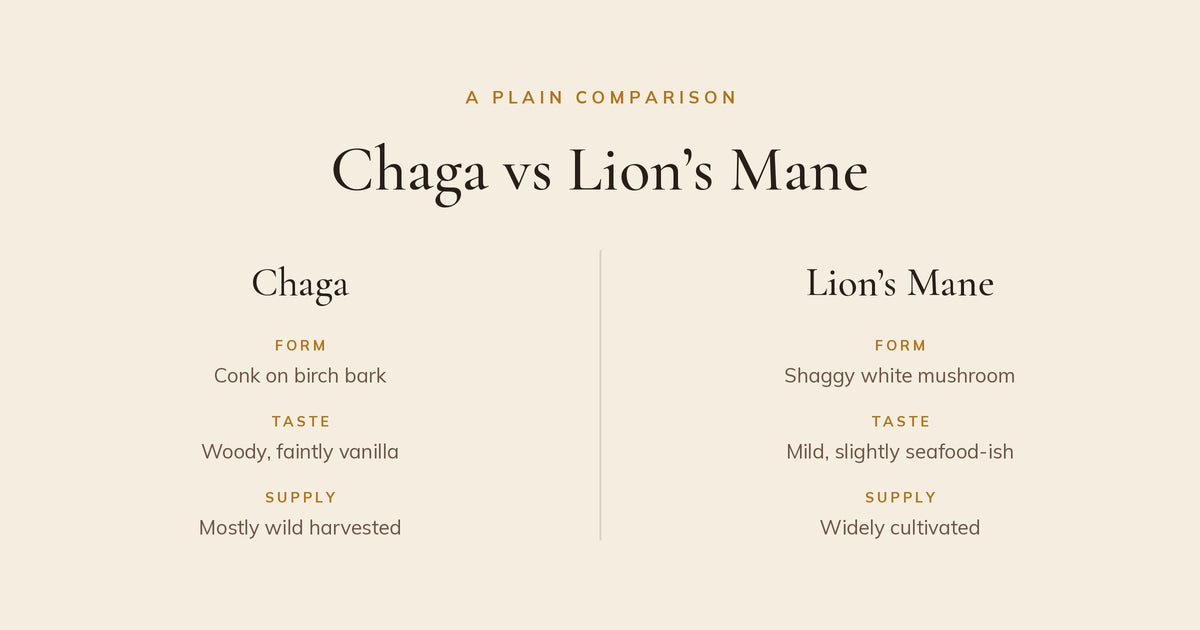 Comparison of chaga and lion's mane by form, taste and supply