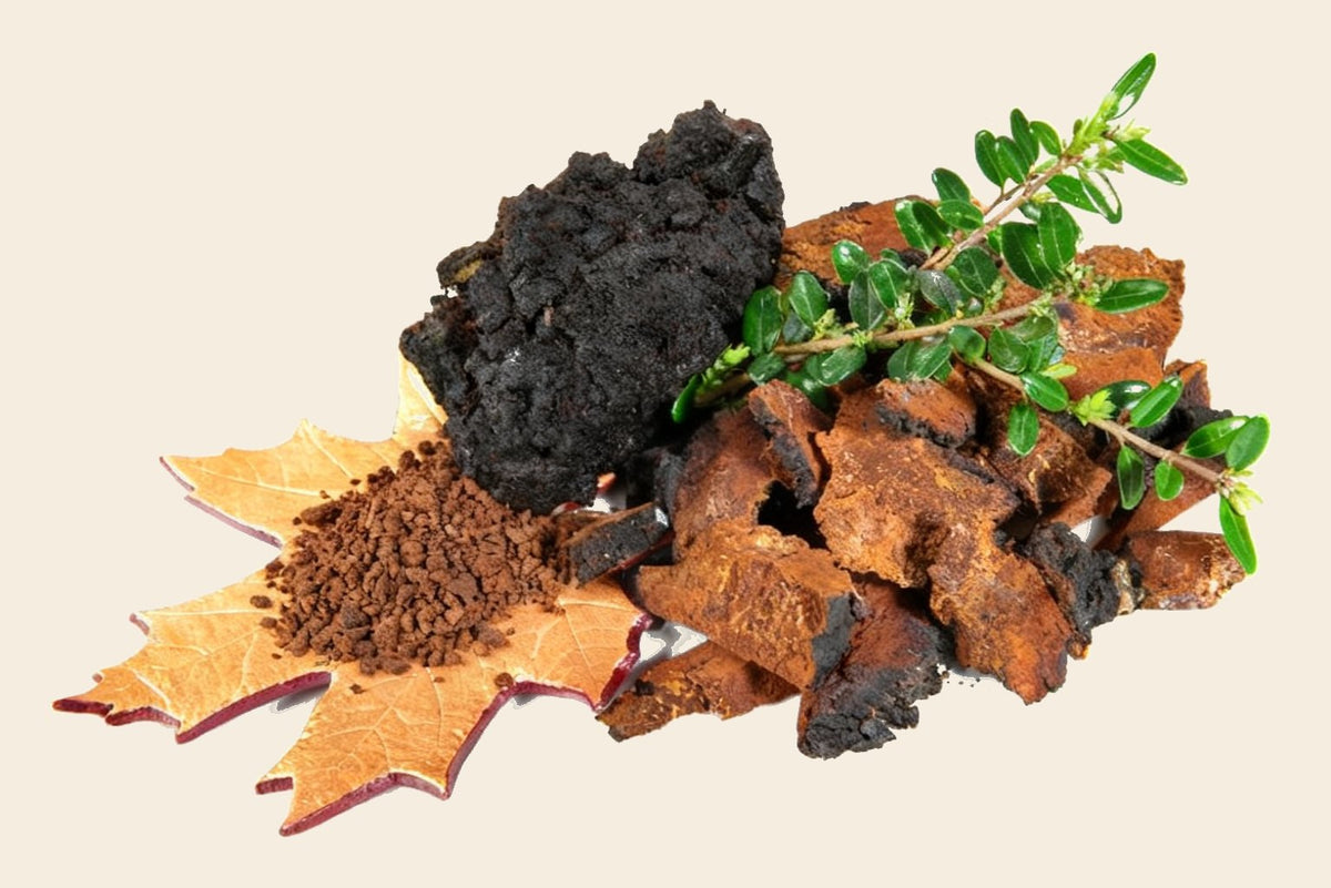 Inside a chaga mushroom
