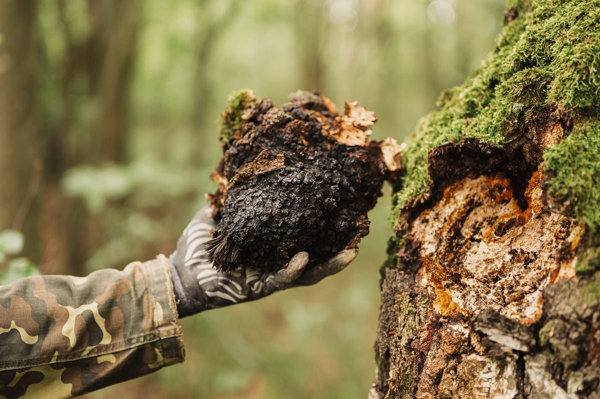 Foraging for chaga in a forest